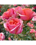 Rose Teresa